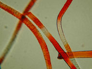 printing fault in fibres