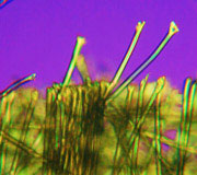 Nonwoven polyesterpolarised light