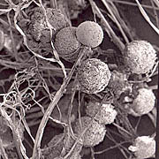 Fruiting bodies of microbes